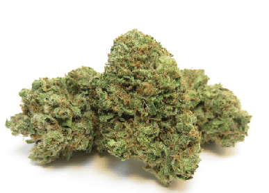 Durban Poison Strain has THC levels that can reach 24%, making it one of the world's more powerful strains. It hits with a strong, happy head high