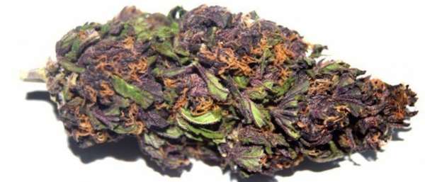 Purple Haze Bud has a sweet earthy berry aroma and a pungent berry taste with a hint of spice. Great strain against; fatigue, depression, stress, anxiety.